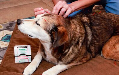 Can Acupuncture Help my Pet?