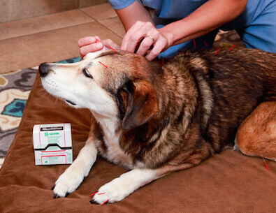 a person using acupuncture needles to a dog
