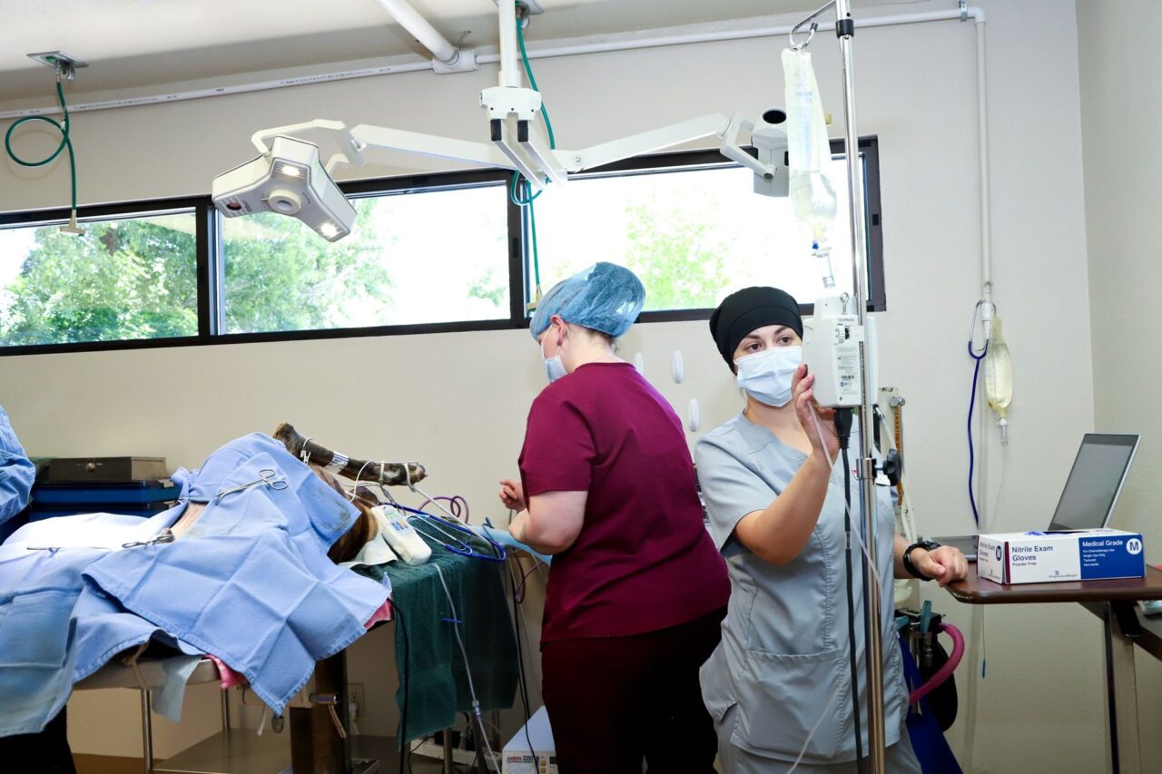 Pet Orthopedic & Soft Tissue Surgery In Colorado Springs, CO