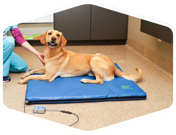 a dog lying on a blue mat