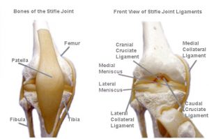 Stifle Joint Anatomy Image