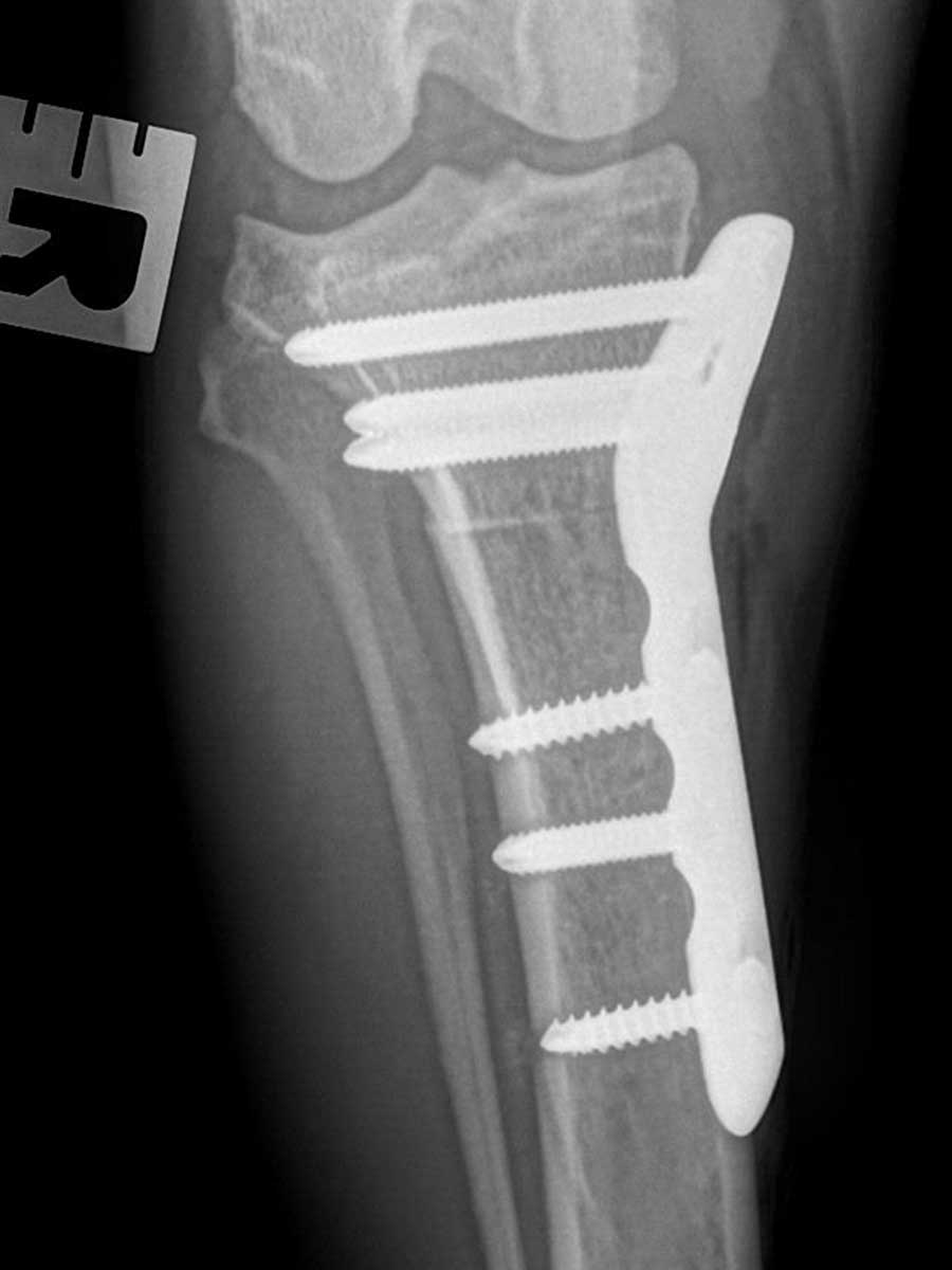 x-ray of a pet leg with screws