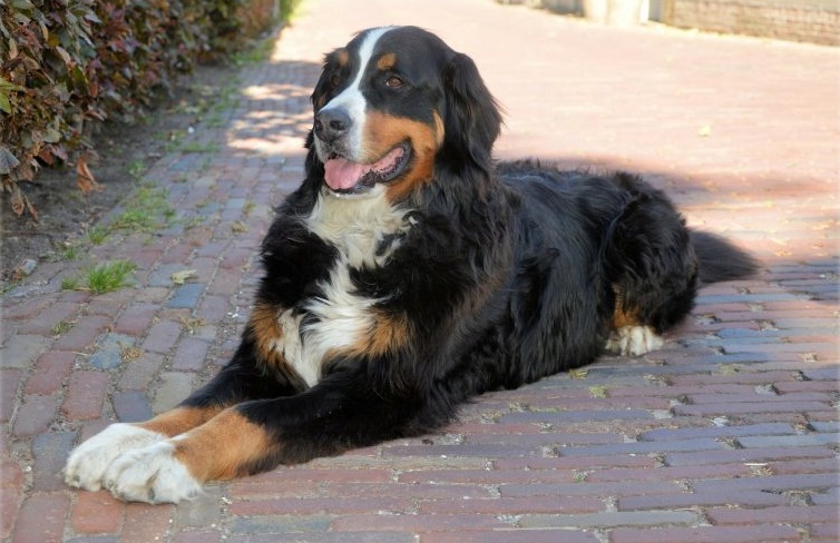 a dog lying on a brick path